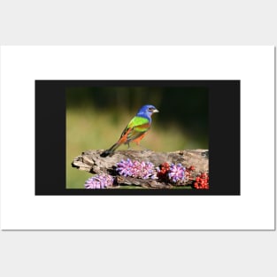 Painted Bunting Bird Male Posters and Art